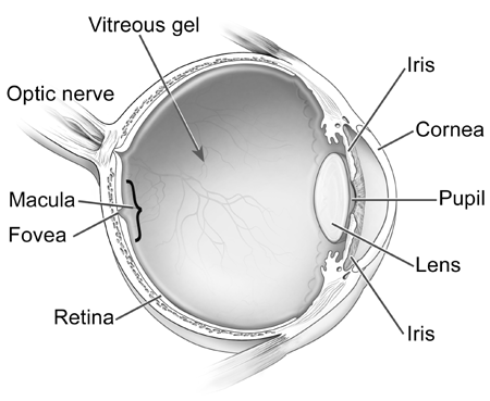 Diagram of the healthy eye